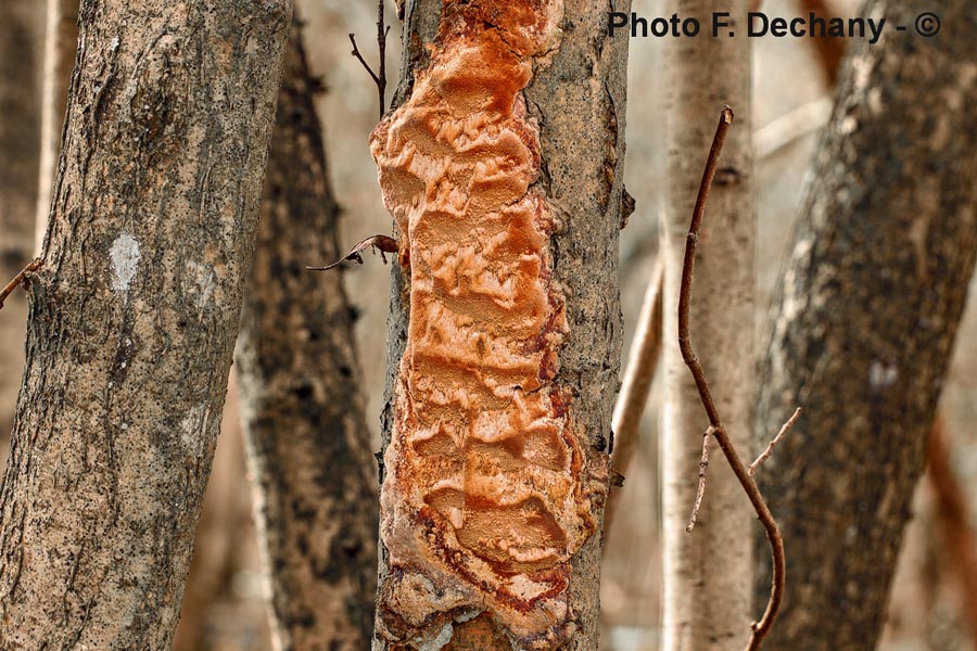 Phellinus ferreus