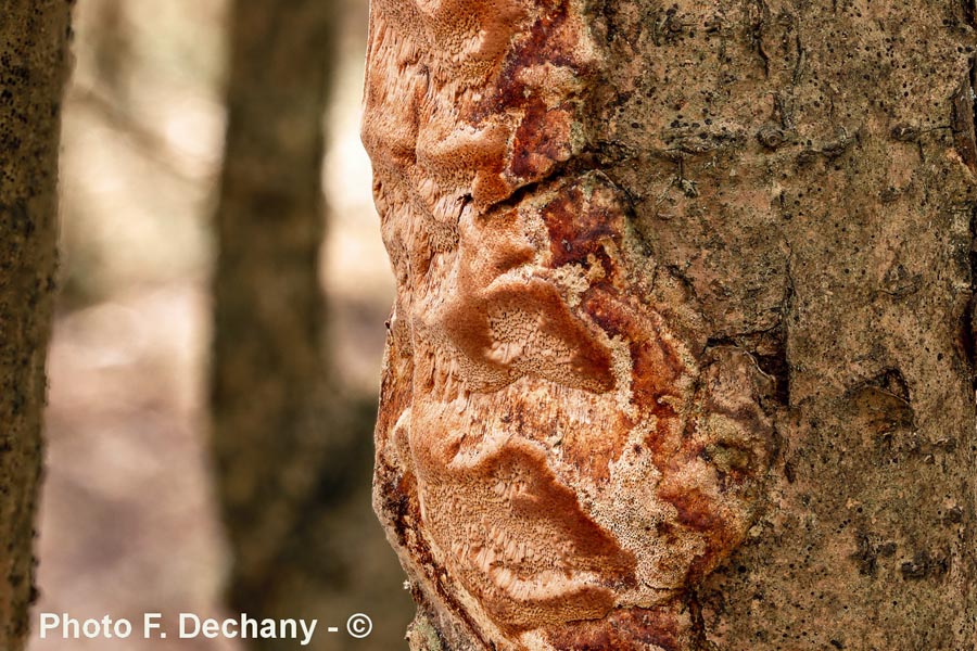 Phellinus ferreus