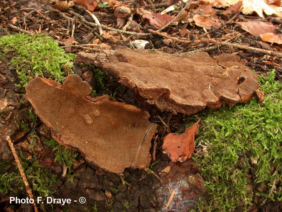 Phellinus ferrugineofuscus