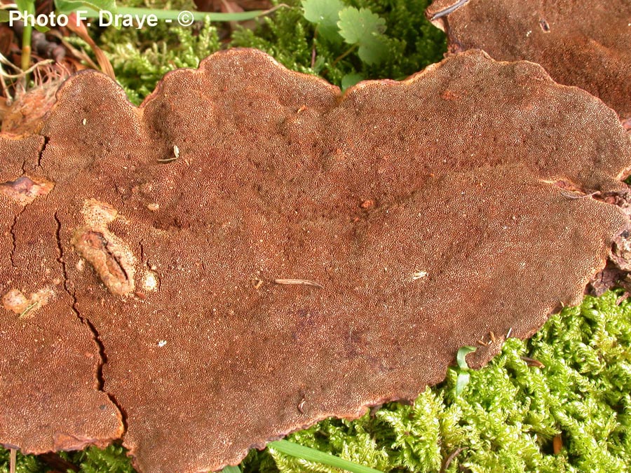 Phellinus ferrugineofuscus