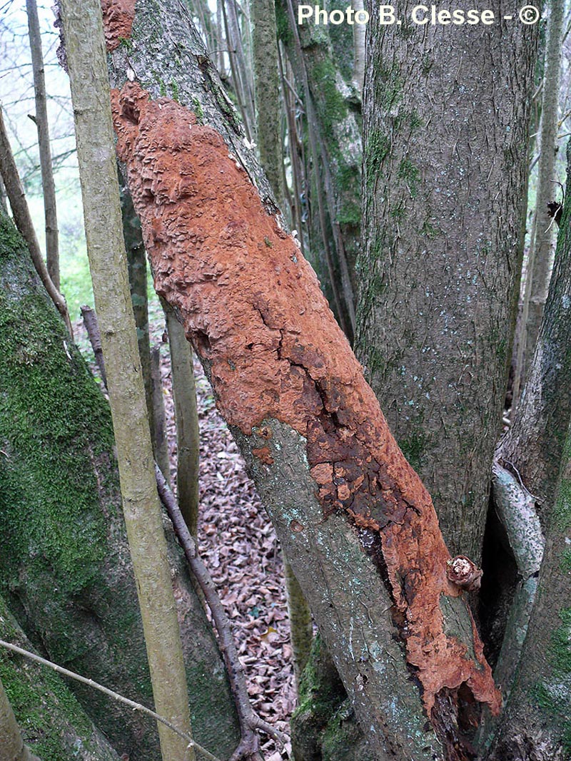 Phellinus ferruginosus