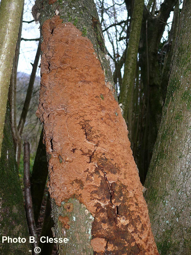 Phellinus ferruginosus