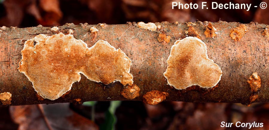 Phellinus ferruginosus