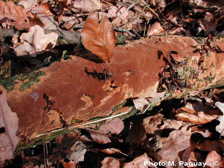 Phellinus ferruginosus