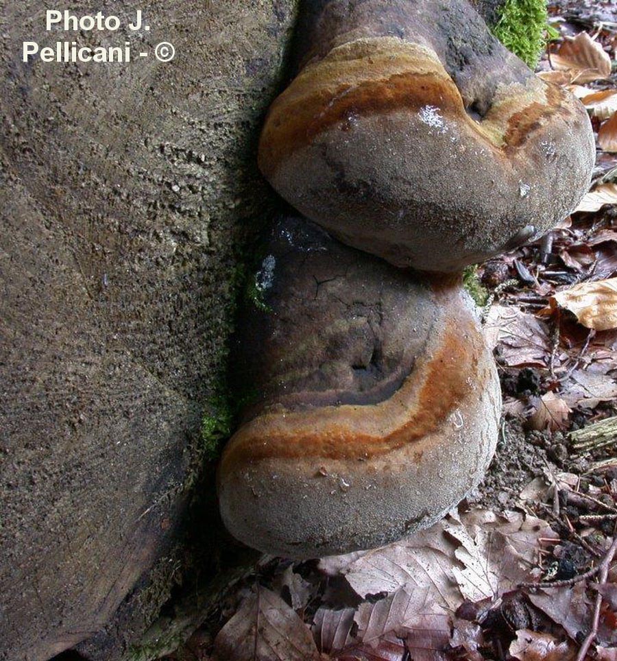 Phellinus hartigii