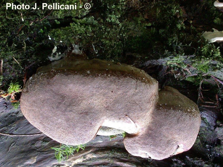 Phellinus hartigii