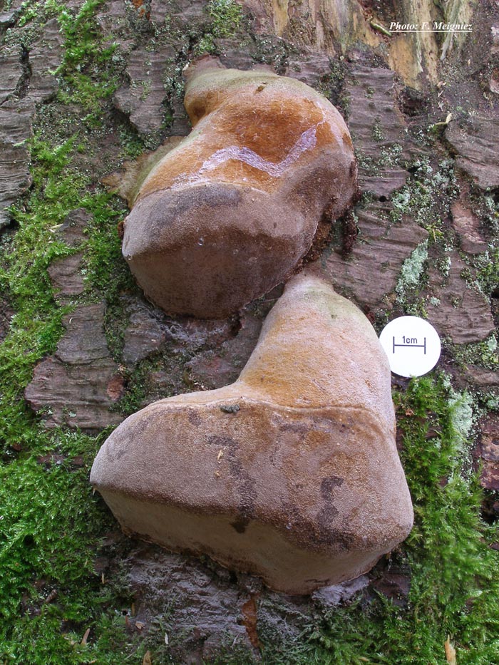 Phellinus hartigii