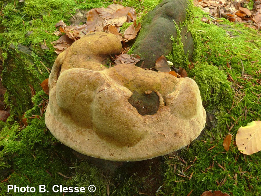 Phellinus hartigii