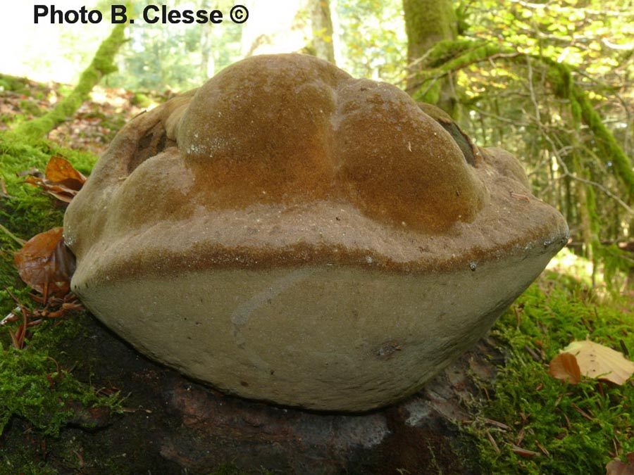 Phellinus hartigii