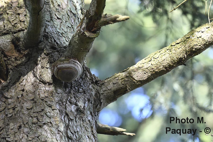 Phellinus hartigii