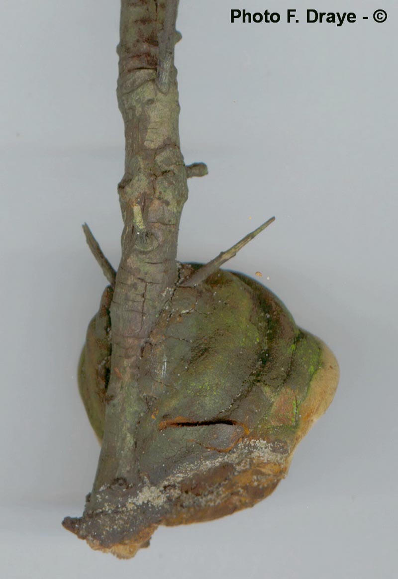 Phellinus hippophaecola