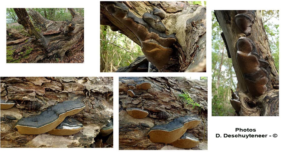 Phellinus ignarius var. trivialis