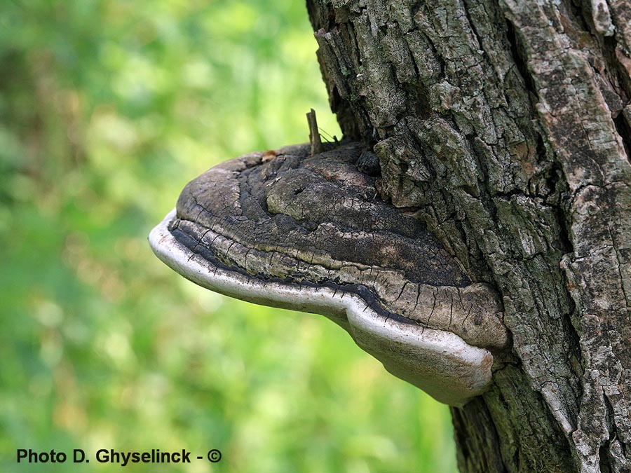 Phellinus ignarius (= Phellinus ignarius var. trivialis)