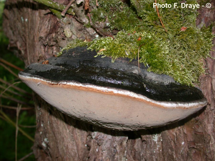 Phellinus igniarius (= Phellinus igniarius var. trivialis)