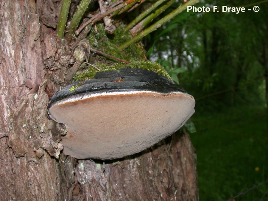 Phellinus igniarius (= Phellinus igniarius var. trivialis)