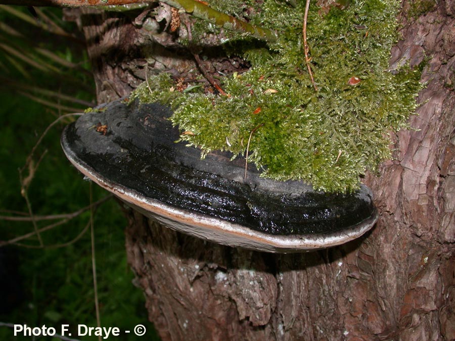 Phellinus igniarius (= Phellinus igniarius var. trivialis)