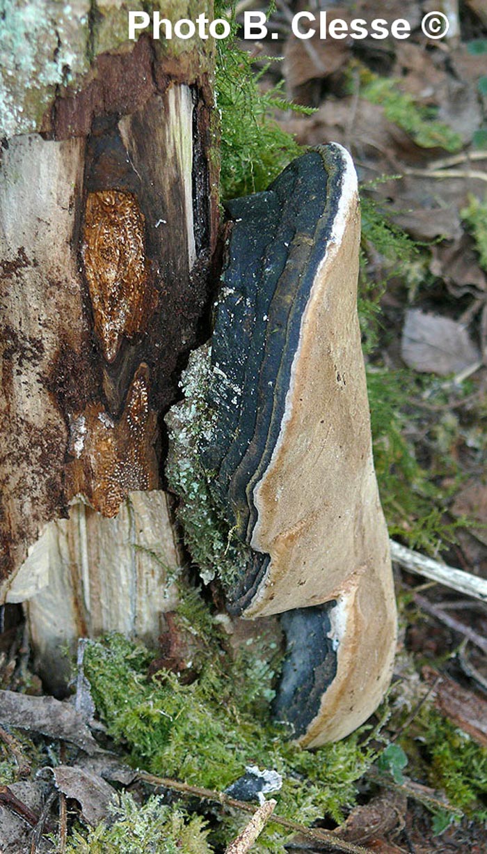 Phellinus igniarius