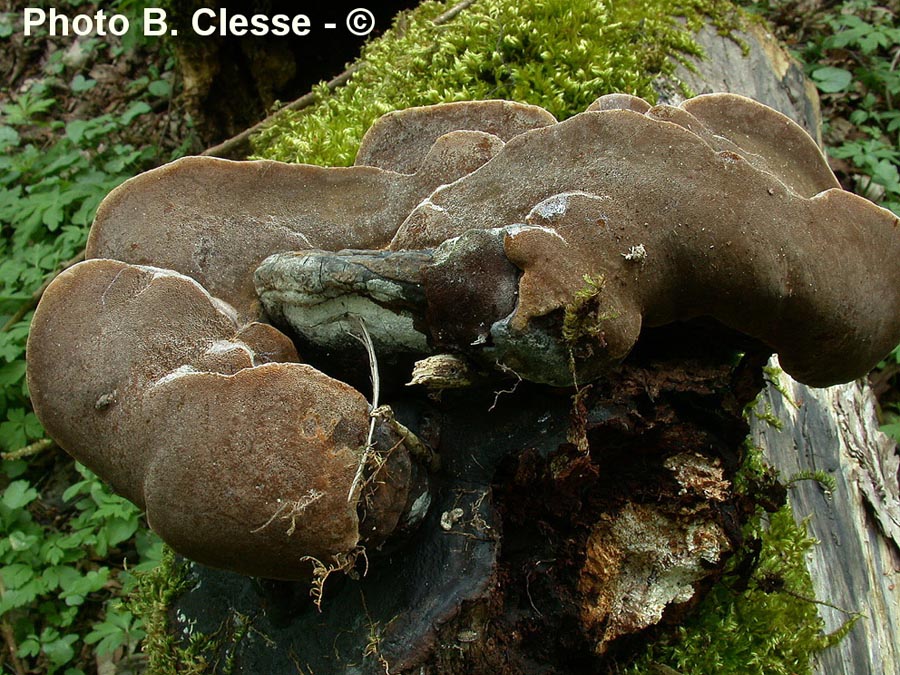 Phellinus igniarius (Ph. igniarius var. trivialis, Ph. trivialis, Ph. nigricans)