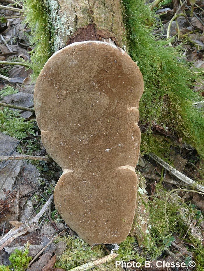 Phellinus igniarius