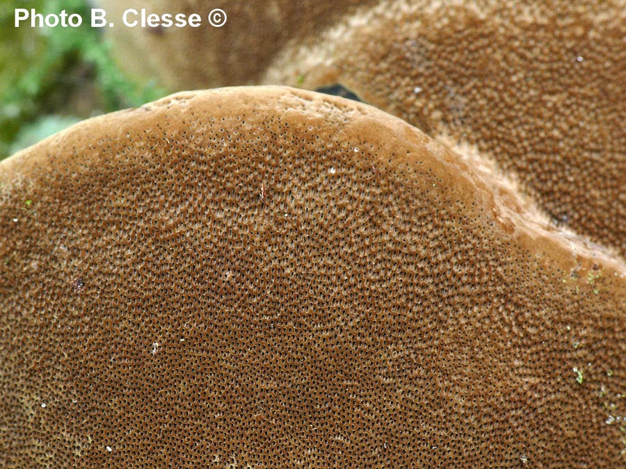 Phellinus igniarius