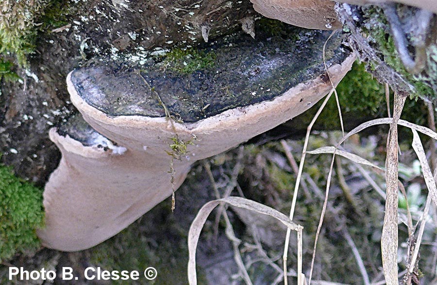 Phellinus igniarius (Ph. igniarius var. trivialis, Ph. trivialis, Ph. nigricans)