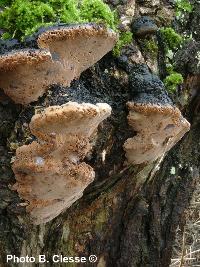 Phellinus igniarius