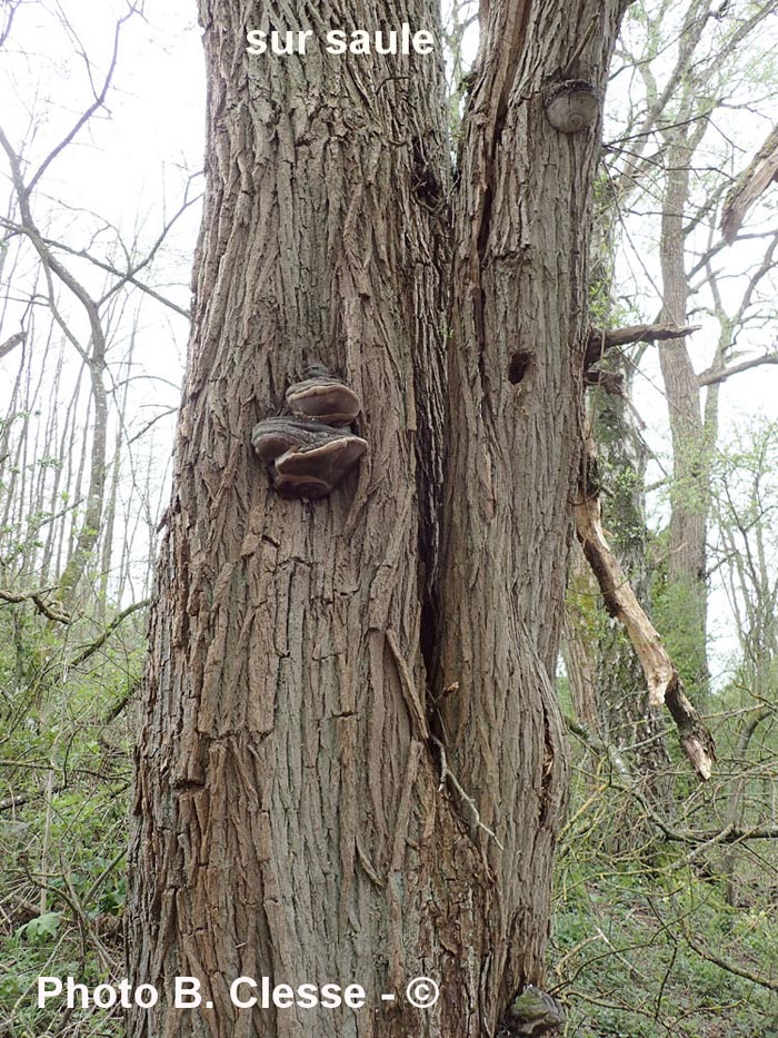 Phellinus igniarius