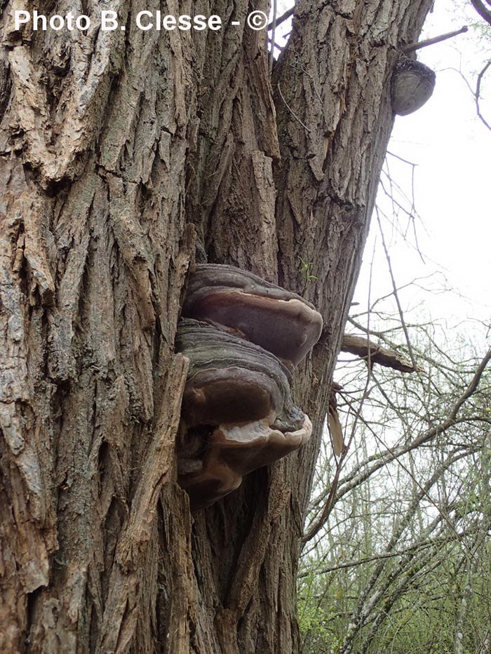 Phellinus igniarius