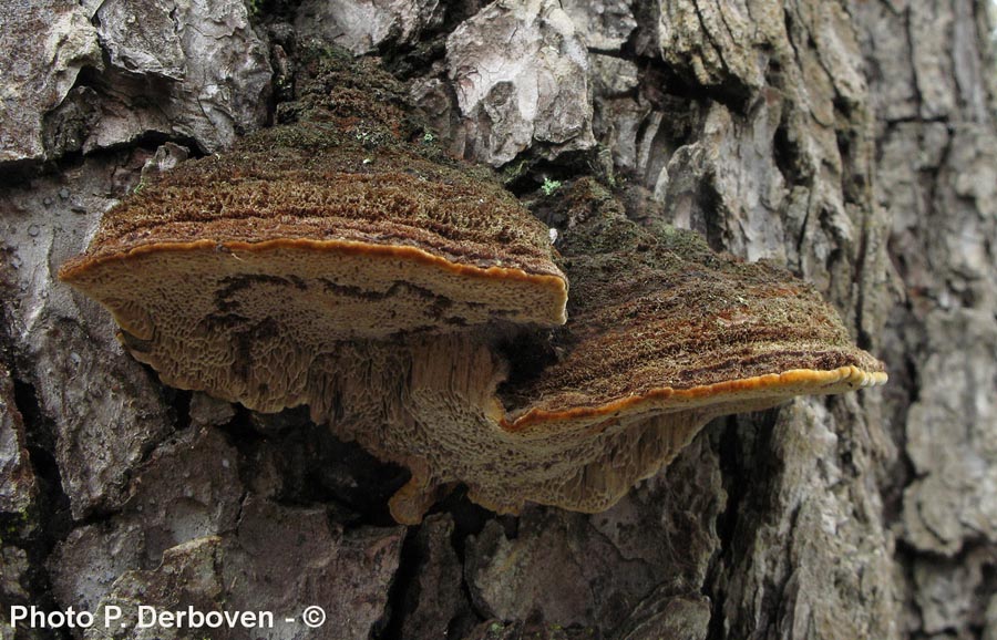 Phellinus pini