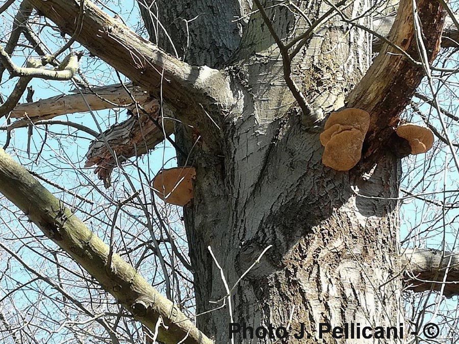 Phellinus robustus