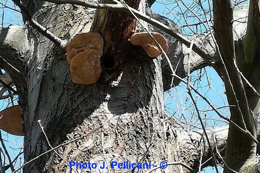 Phellinus robustus