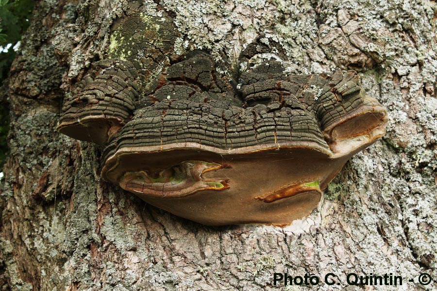 Phellinus robustus