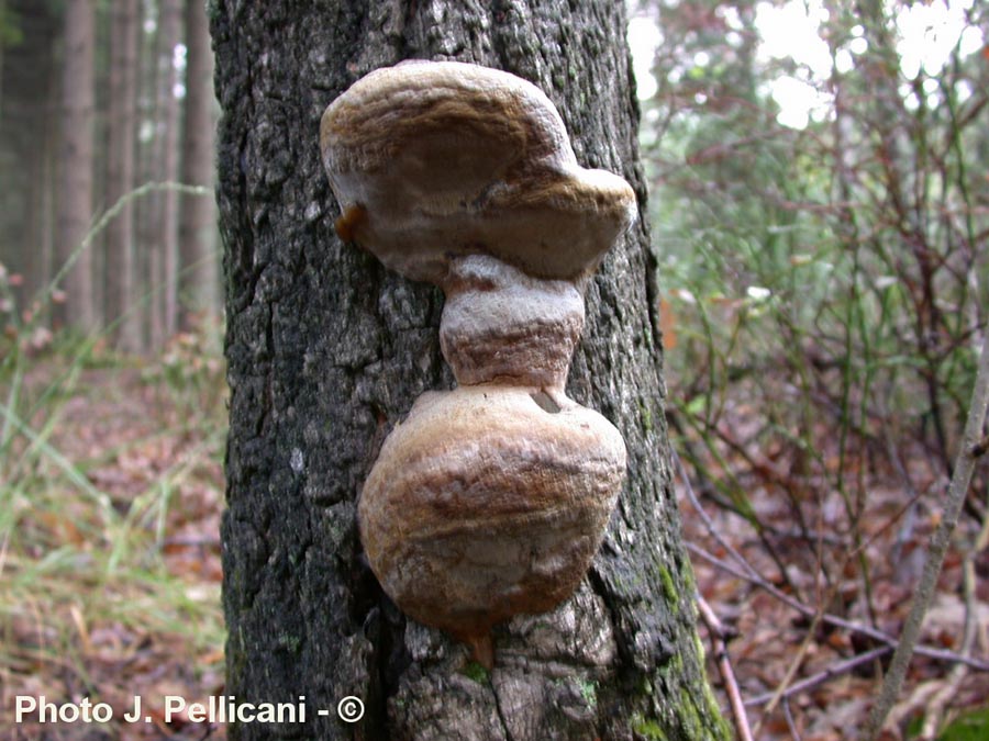 Phellinus robustus