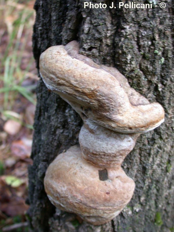 Phellinus robustus