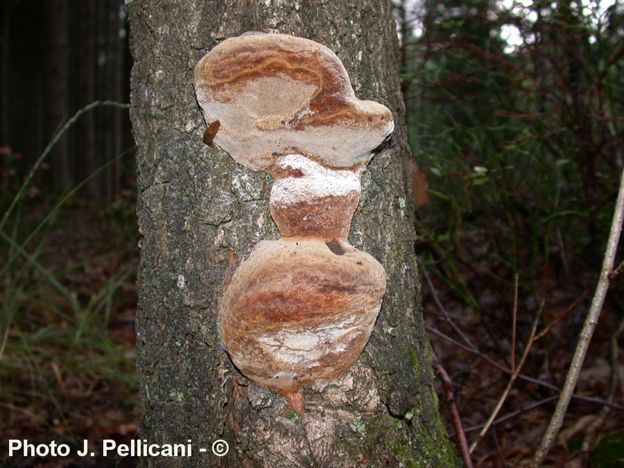 Phellinus robustus