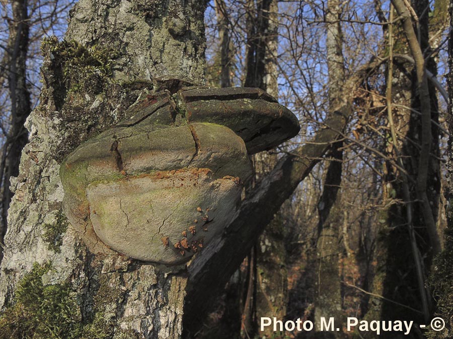 Phellinus robustus