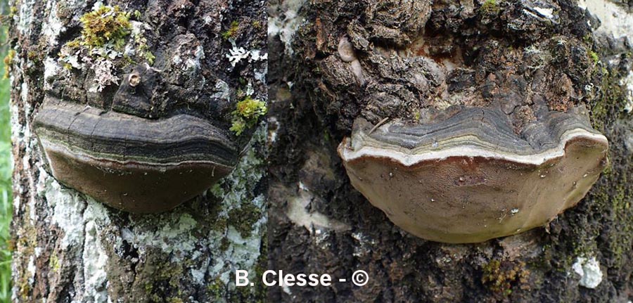 Phellinus tremulae (Ochroporus tremulae)