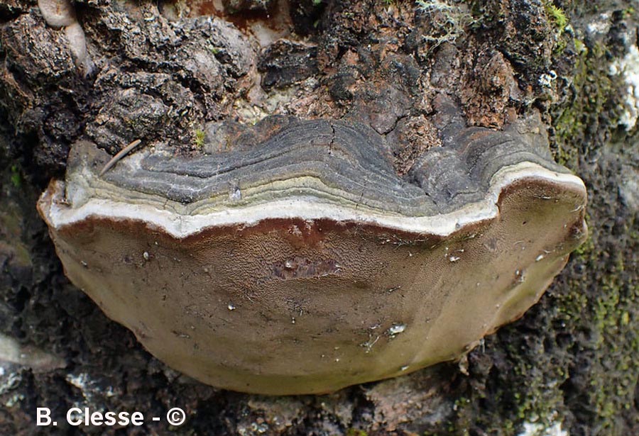 Phellinus tremulae (Ochroporus tremulae)