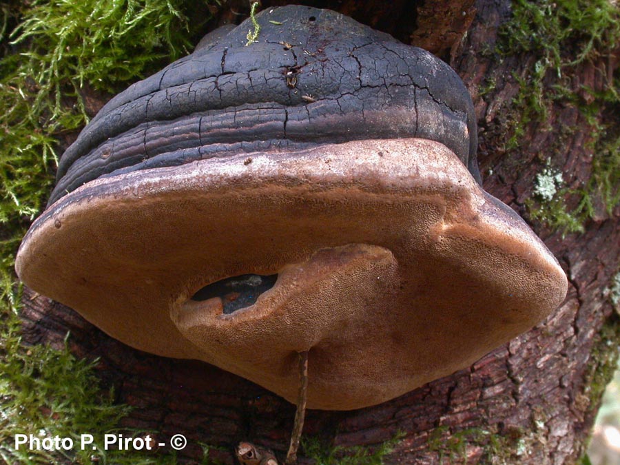 Phellinus igniarius (Phellinus igniarius var. trivialis, Phellinus trivialis)