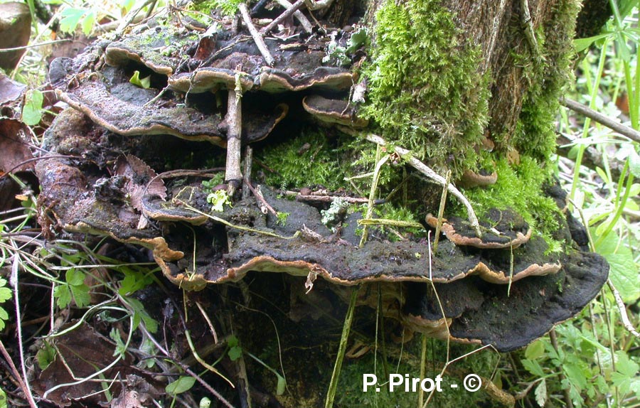 Phellinus igniarius (Ph. igniarius var. trivialis, Ph. trivialis, Ph. nigricans)