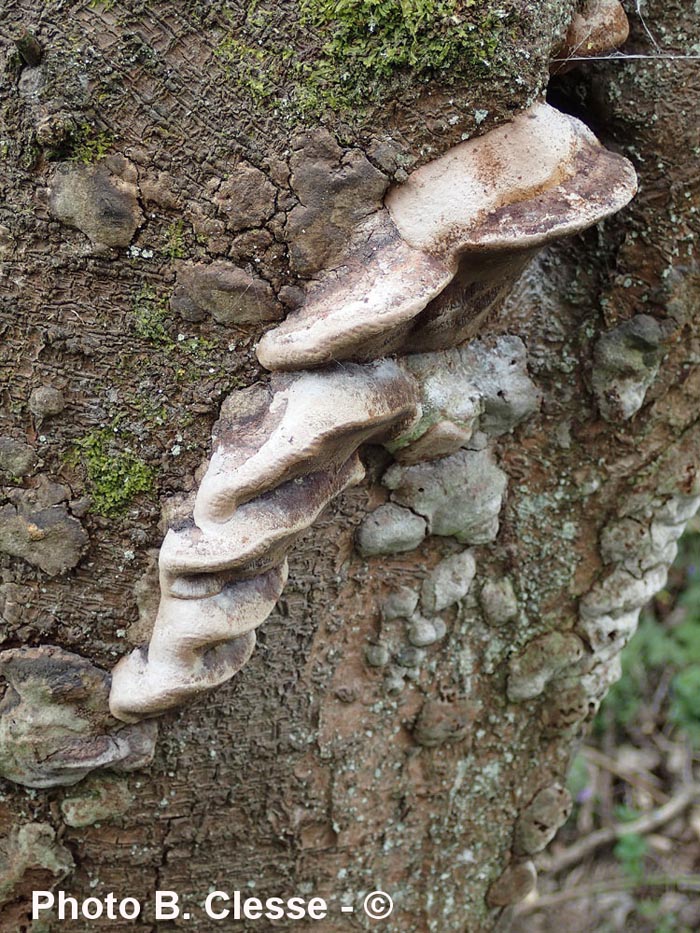 Phellinus tuberculosus