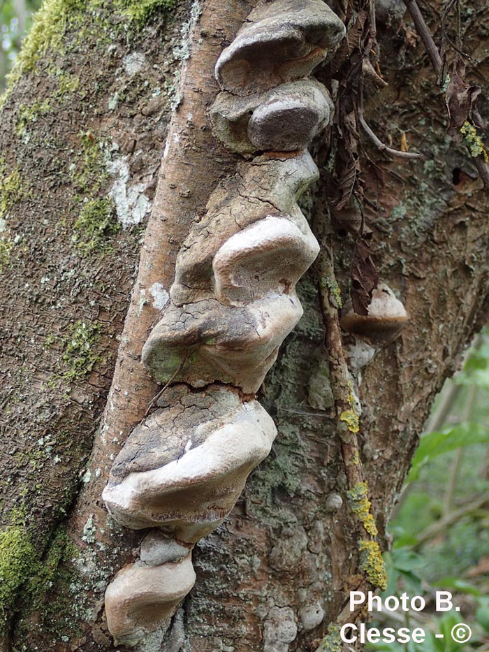 Phellinus tuberculosus