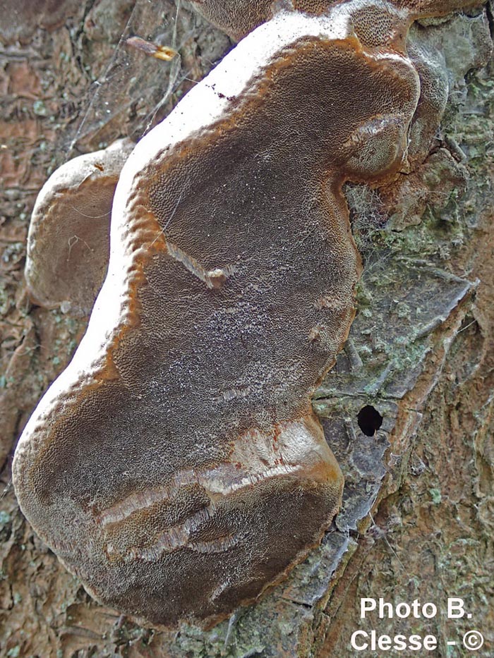 Phellinus tuberculosus