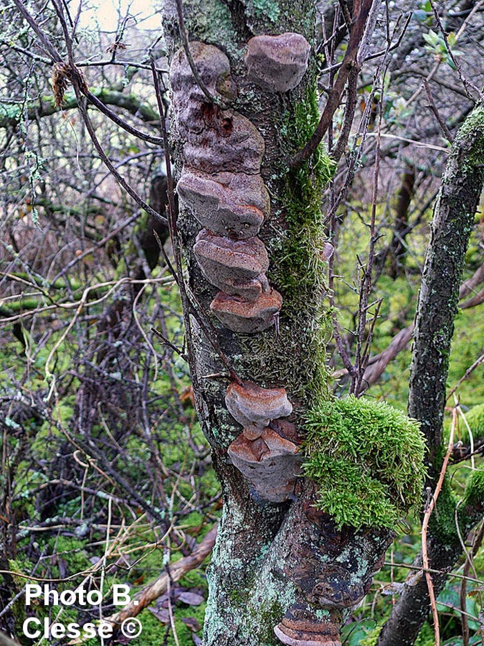 Phellinus tuberculosus