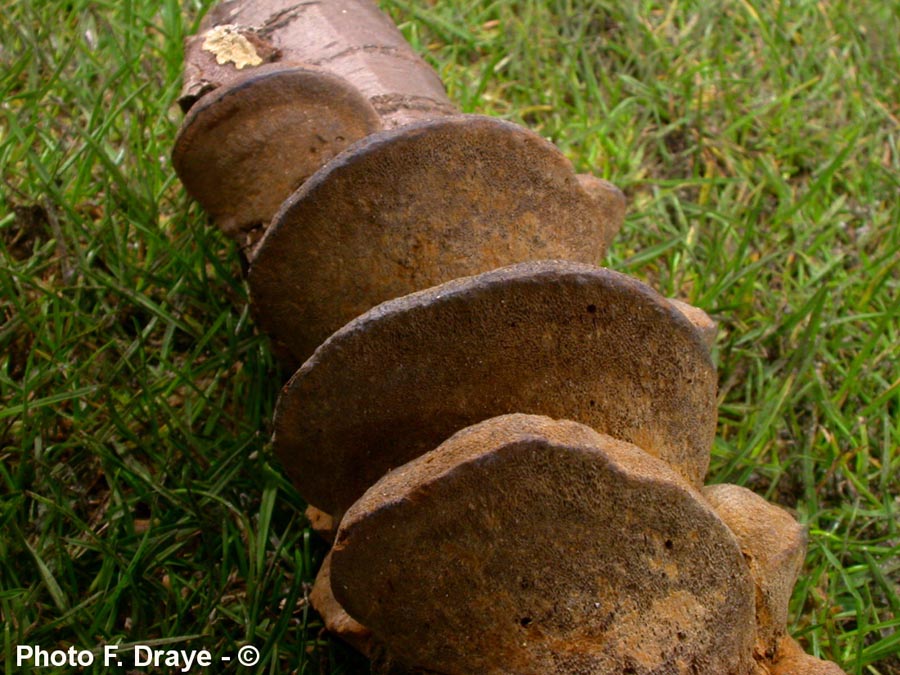 Phellinus tuberculosus