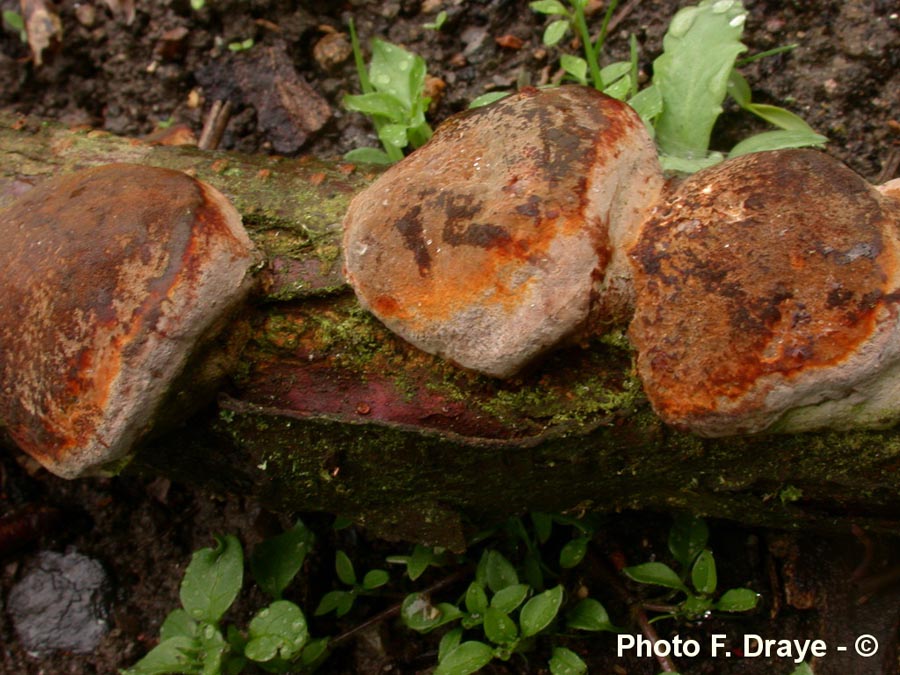 Phellinus tuberculosus