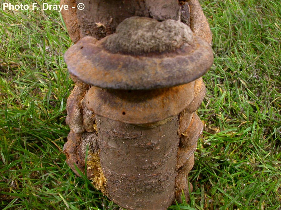 Phellinus tuberculosus