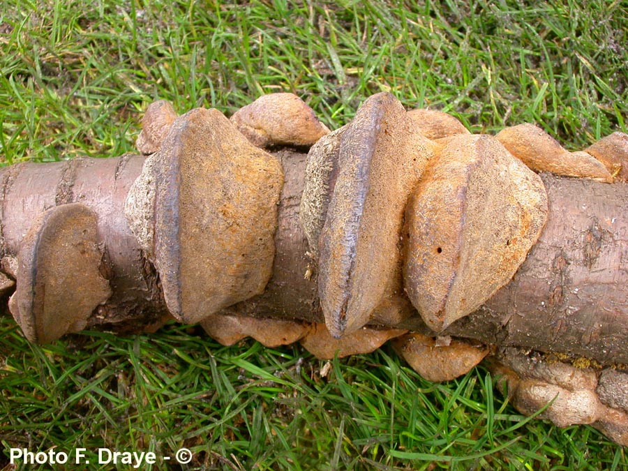 Phellinus tuberculosus