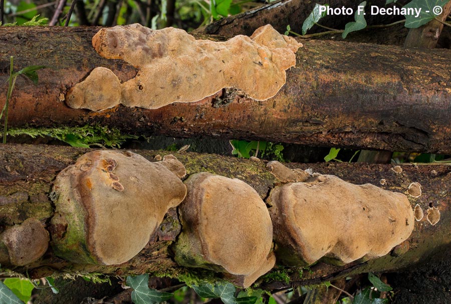 Phellinus tuberculosus