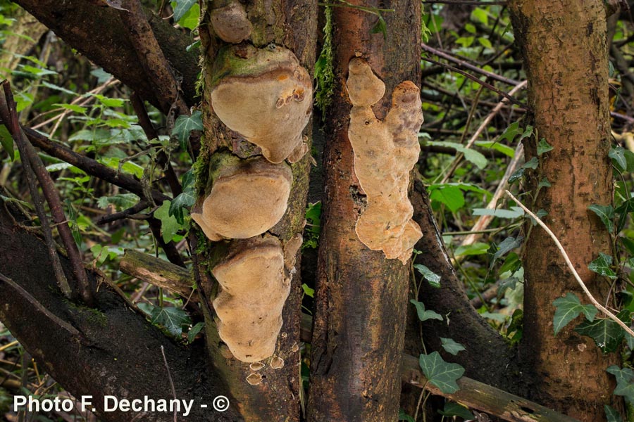 Phellinus tuberculosus